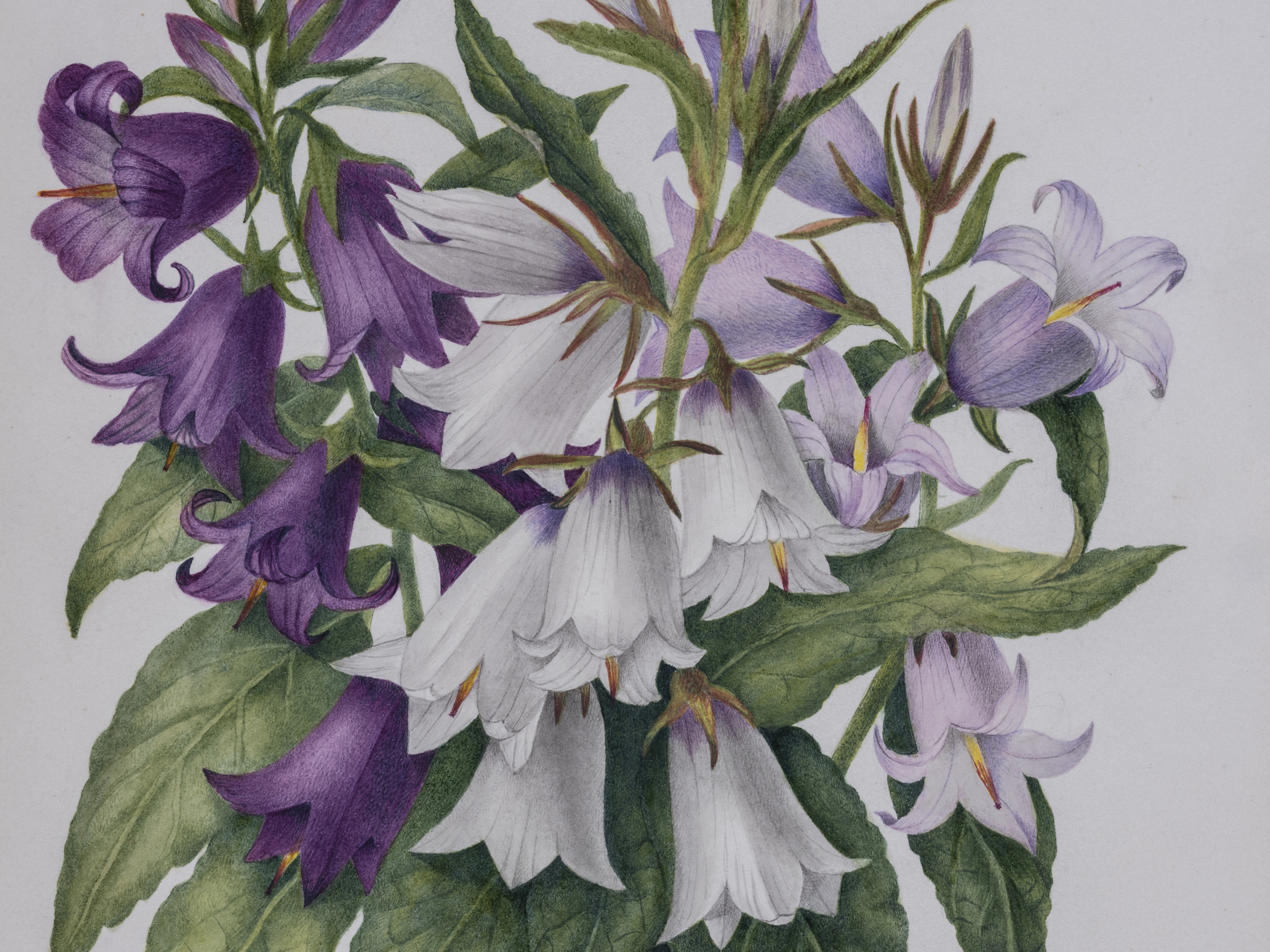 Giant Bellflower, Charlotte Cowan Pearson