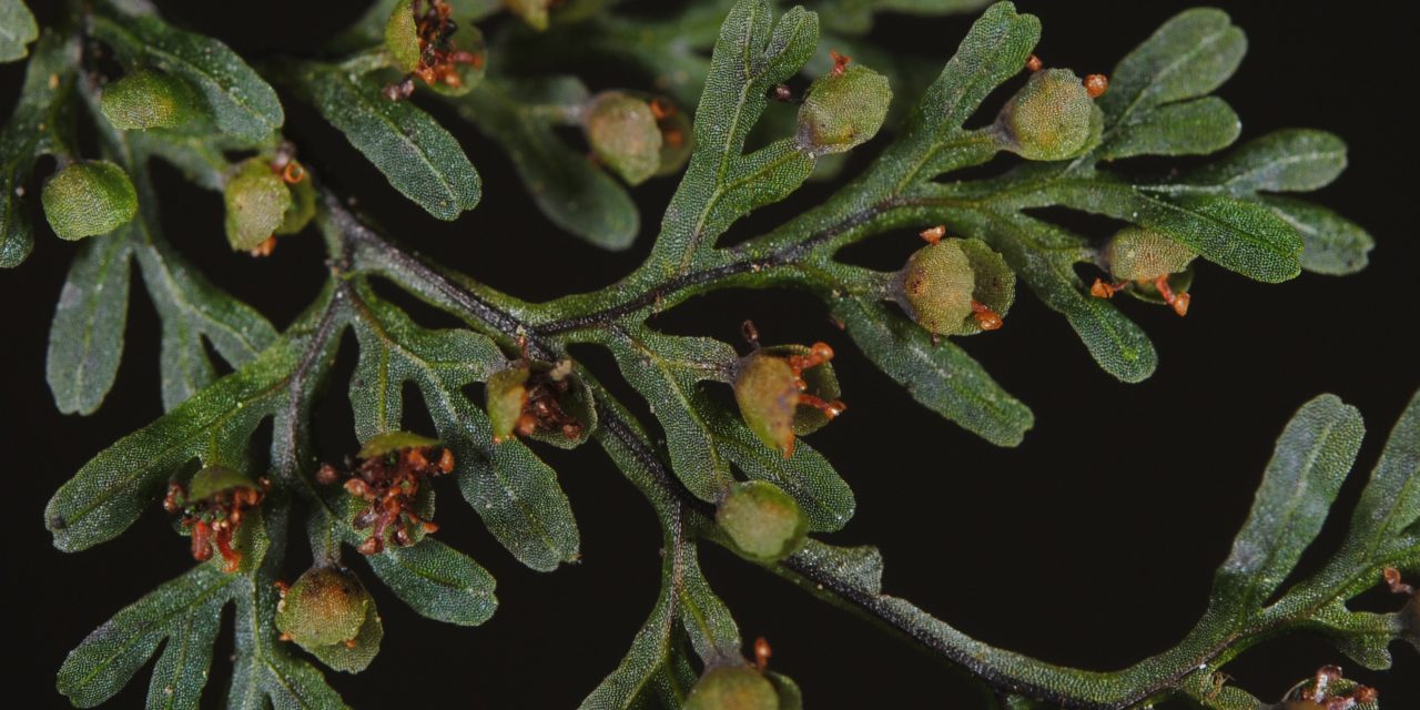 Dr Michael Sundue | Royal Botanic Garden Edinburgh