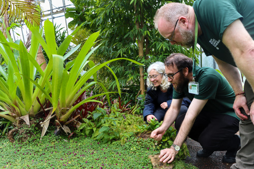 Three people looking intently at plants covering the ground. Two are crouching down to take a closer look