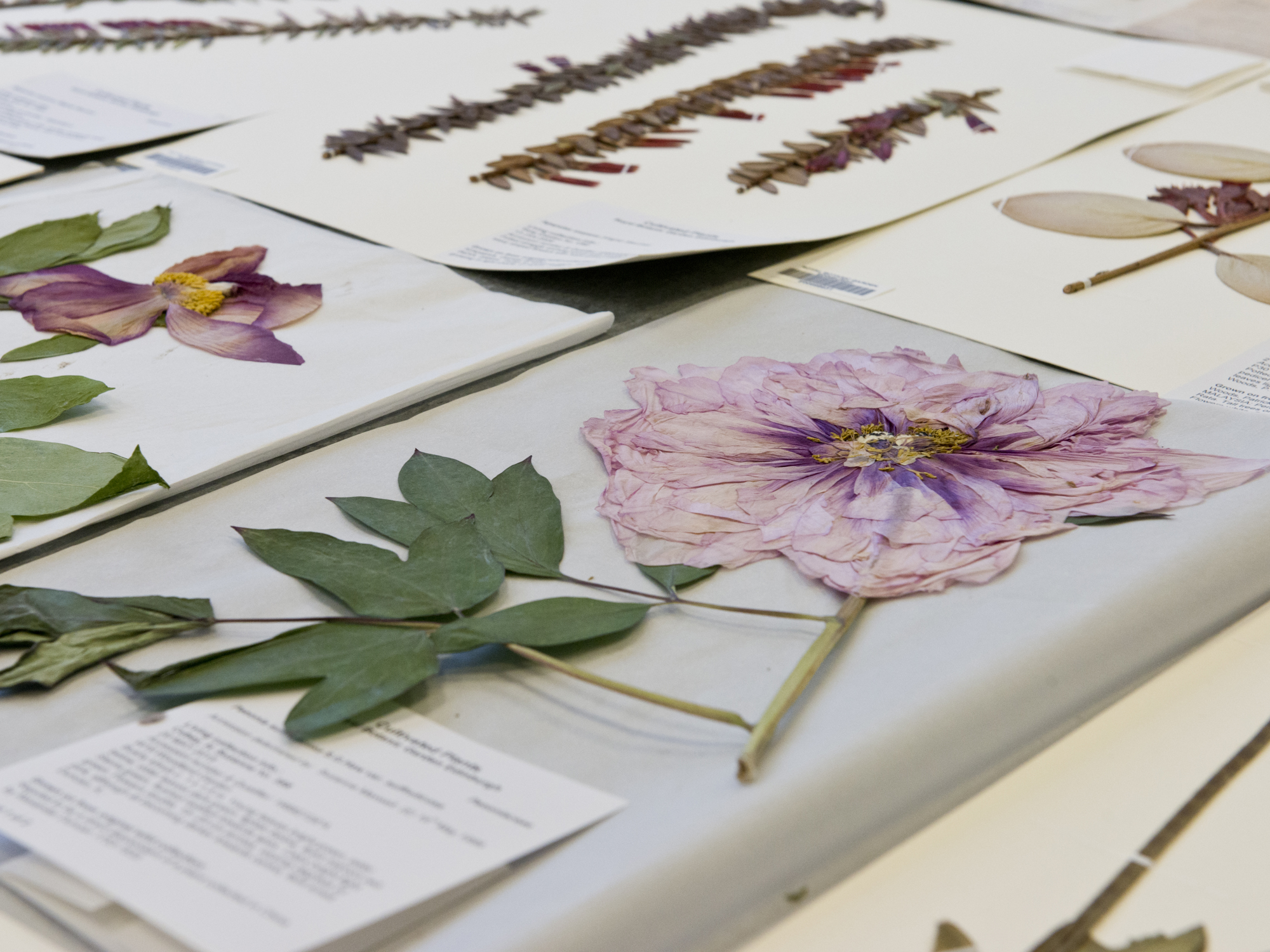 A layer of sheets with the focus on a specimen of a dried purple flower