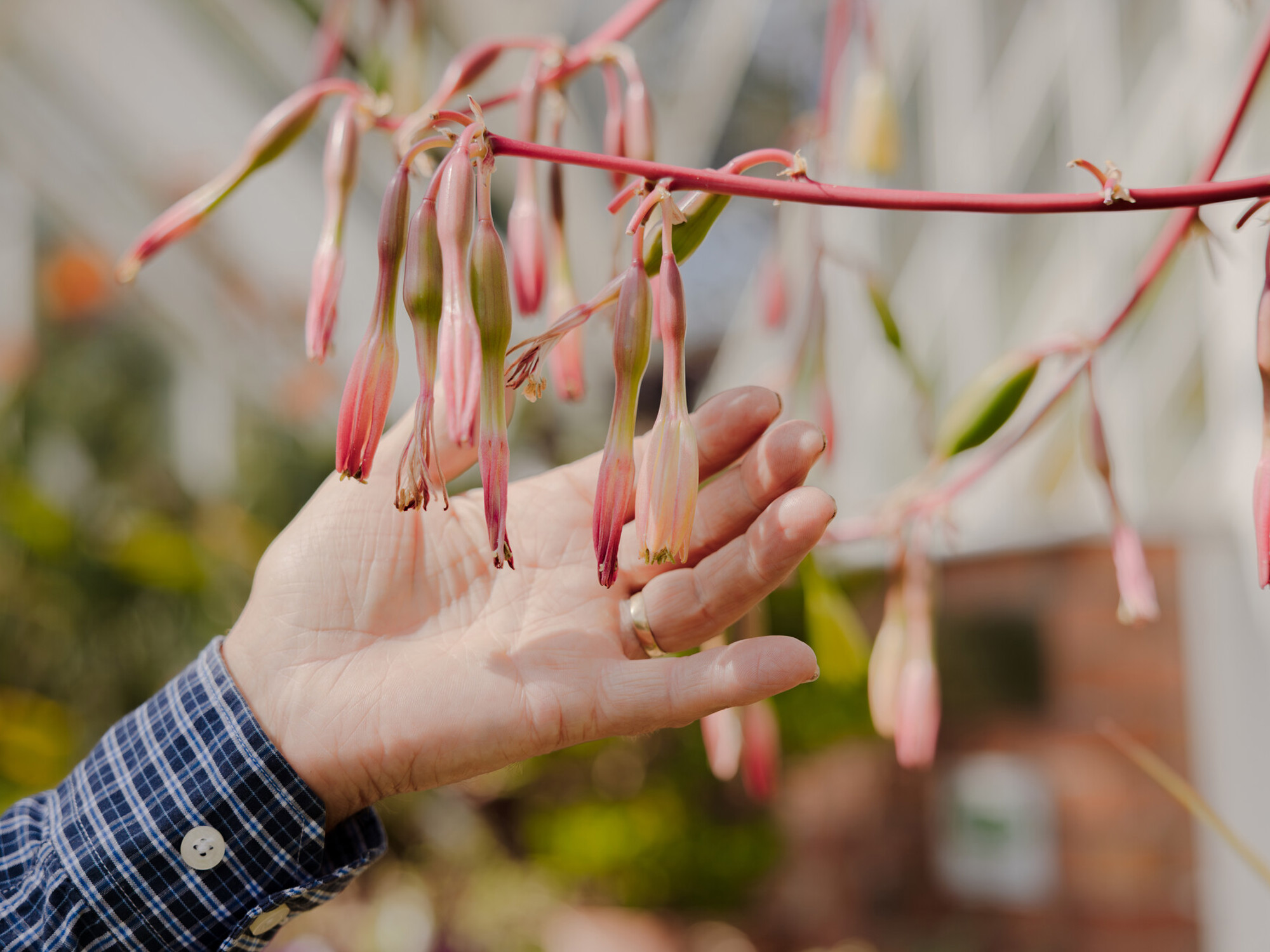 A hand rests underneath budding flowers at the end of a long stem 
