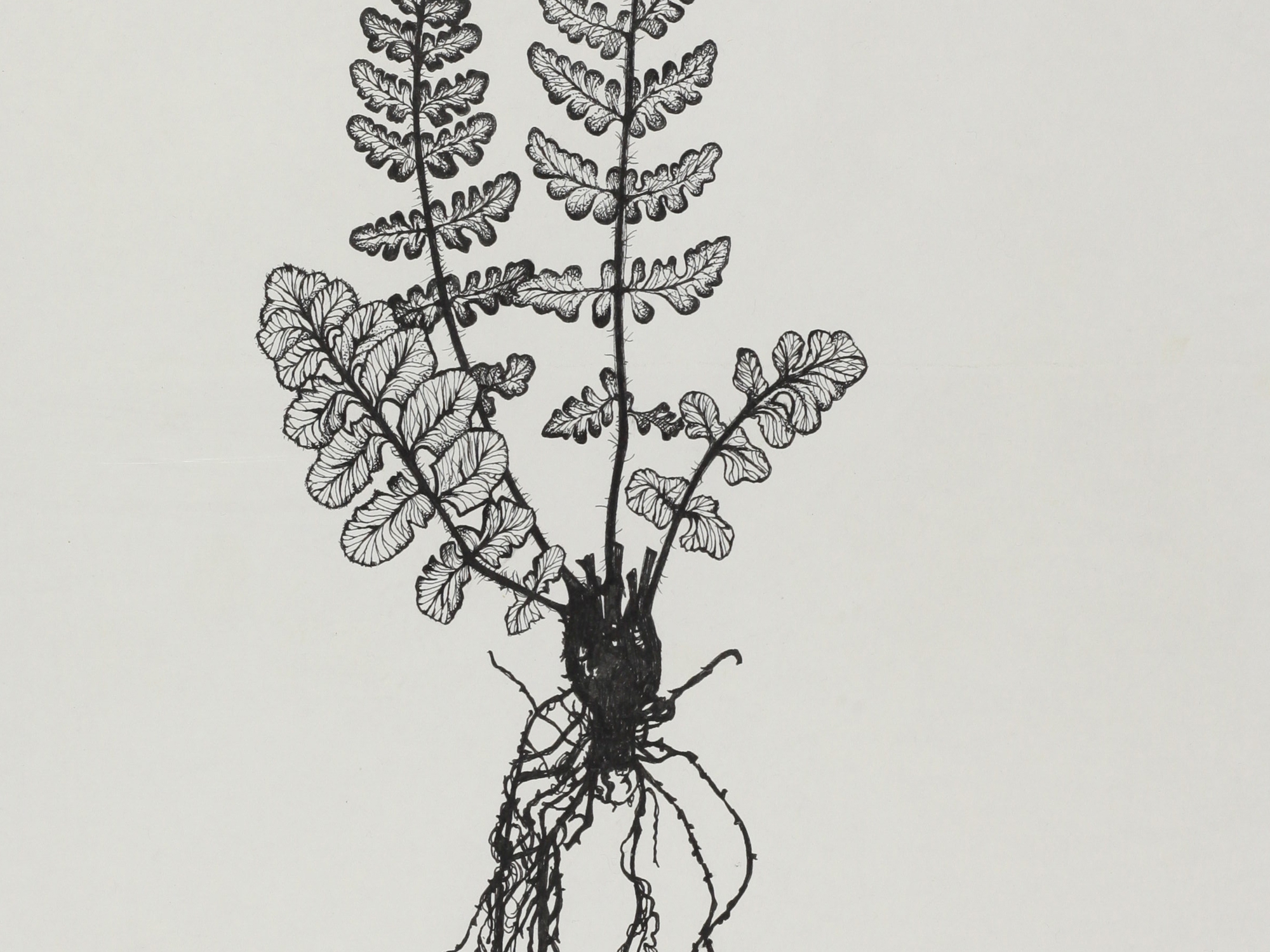 Rusty Woodsia, Mary Mendum