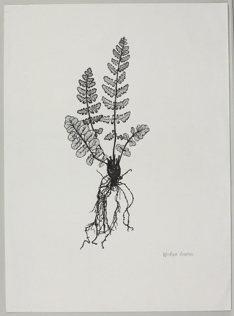 Rusty Woodsia, Mary Mendum