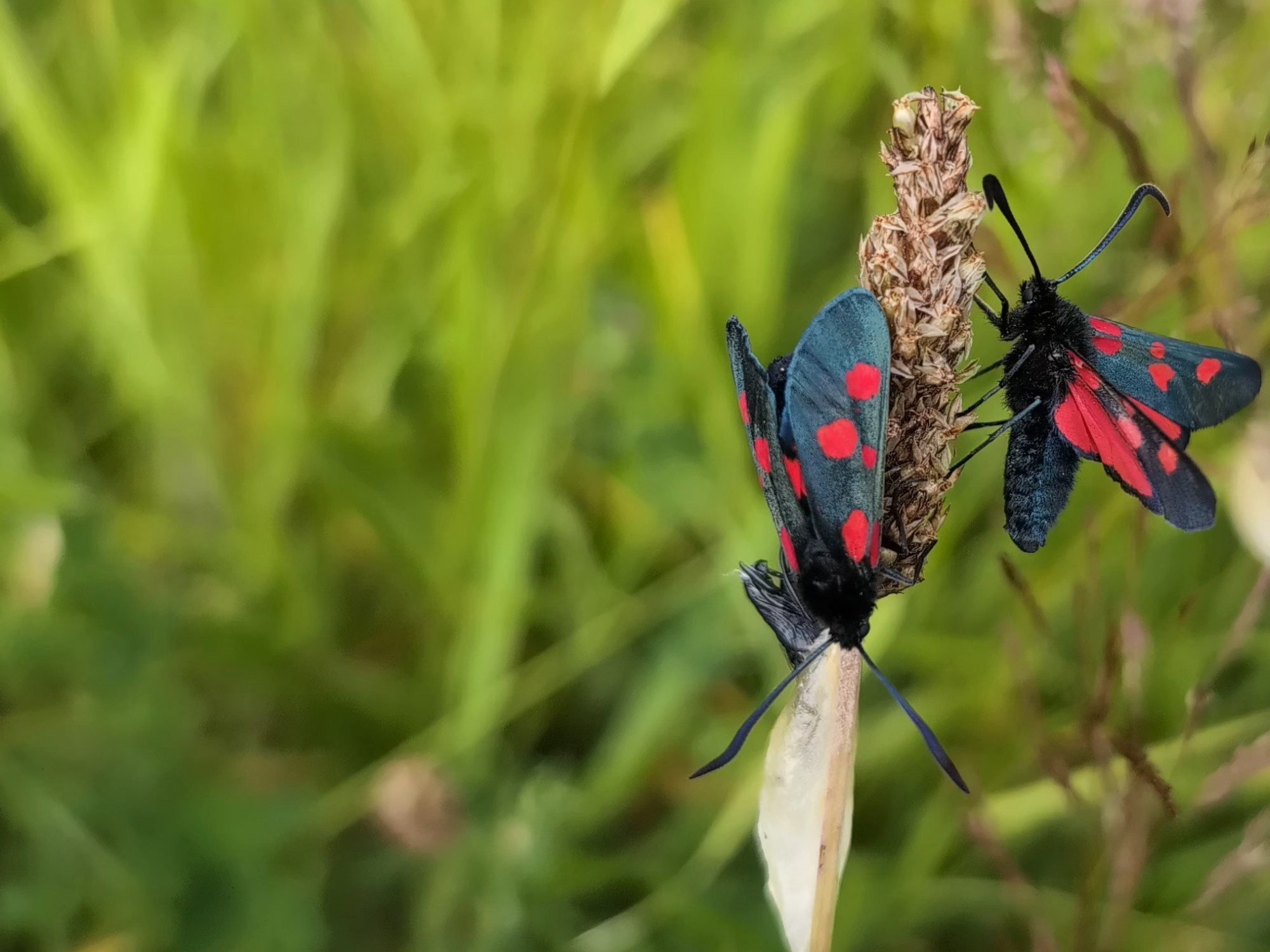 Two moths on a grass seedhead where each moth has five red spots on each of their blue-grey wings