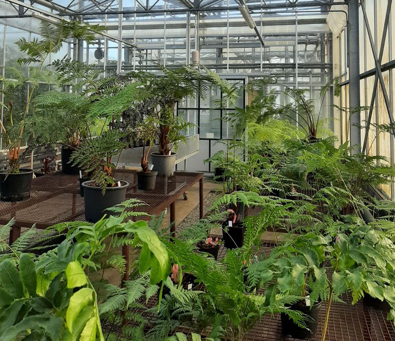 pots of tree ferns sitting in a glasshouse