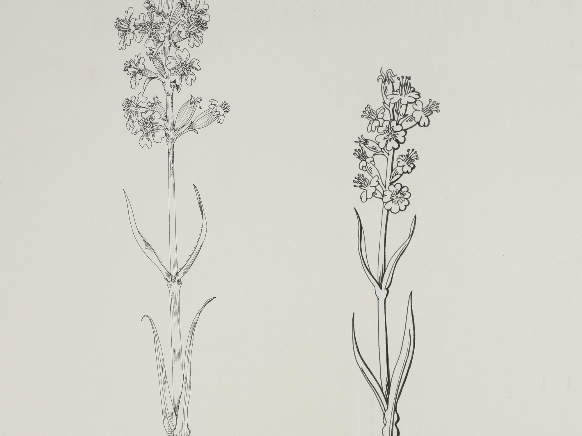 Sticky Catchfly, Mary Mendum