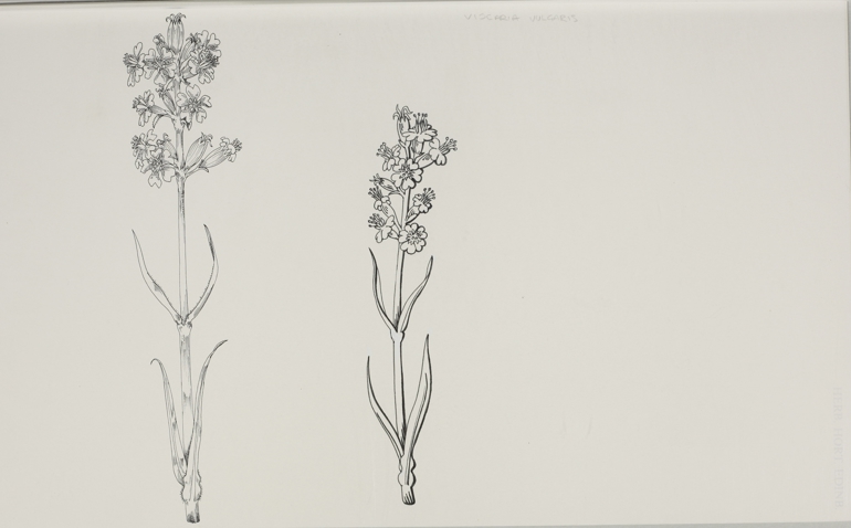 Sticky Catchfly, Mary Mendum