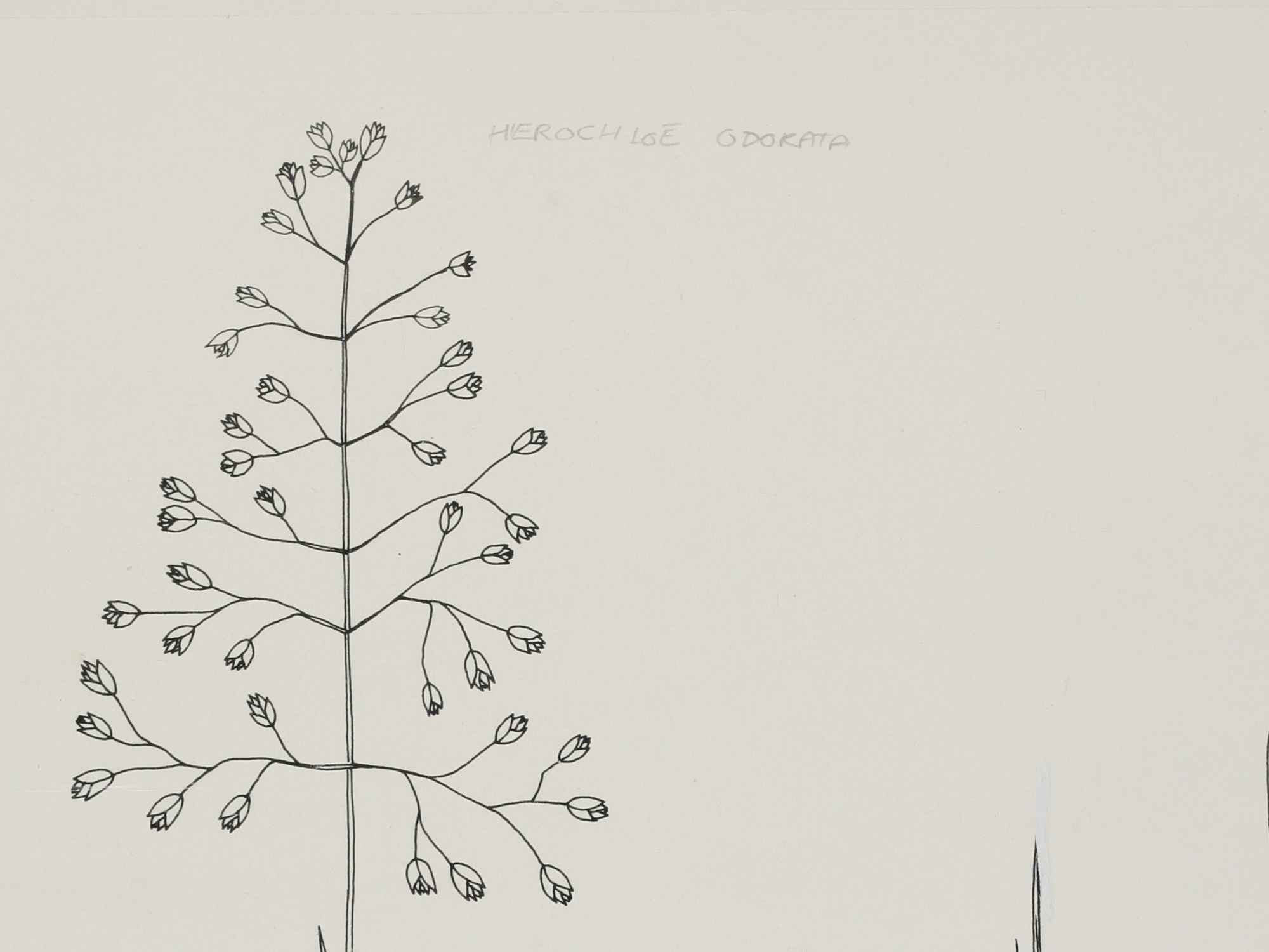 Holy-Grass, Mary Mendum