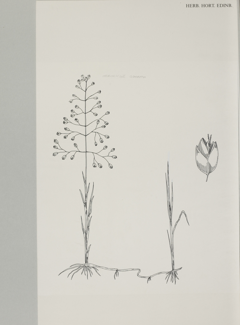 Holy-Grass, Mary Mendum