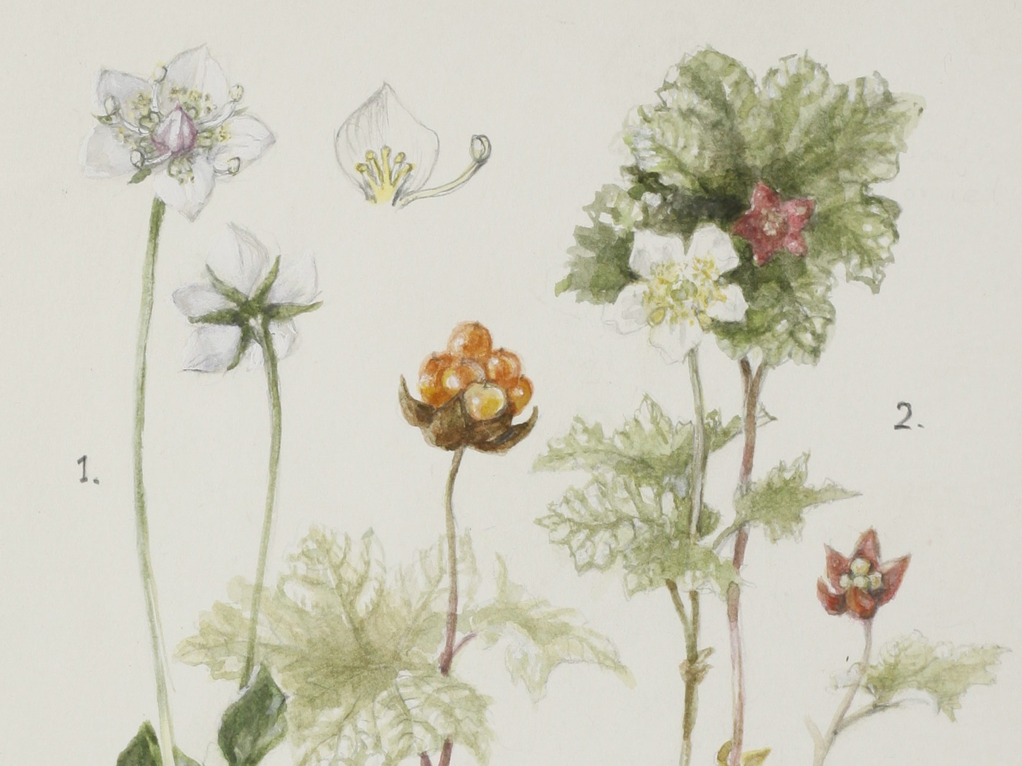 Cloudberry, Mary McMurtrie