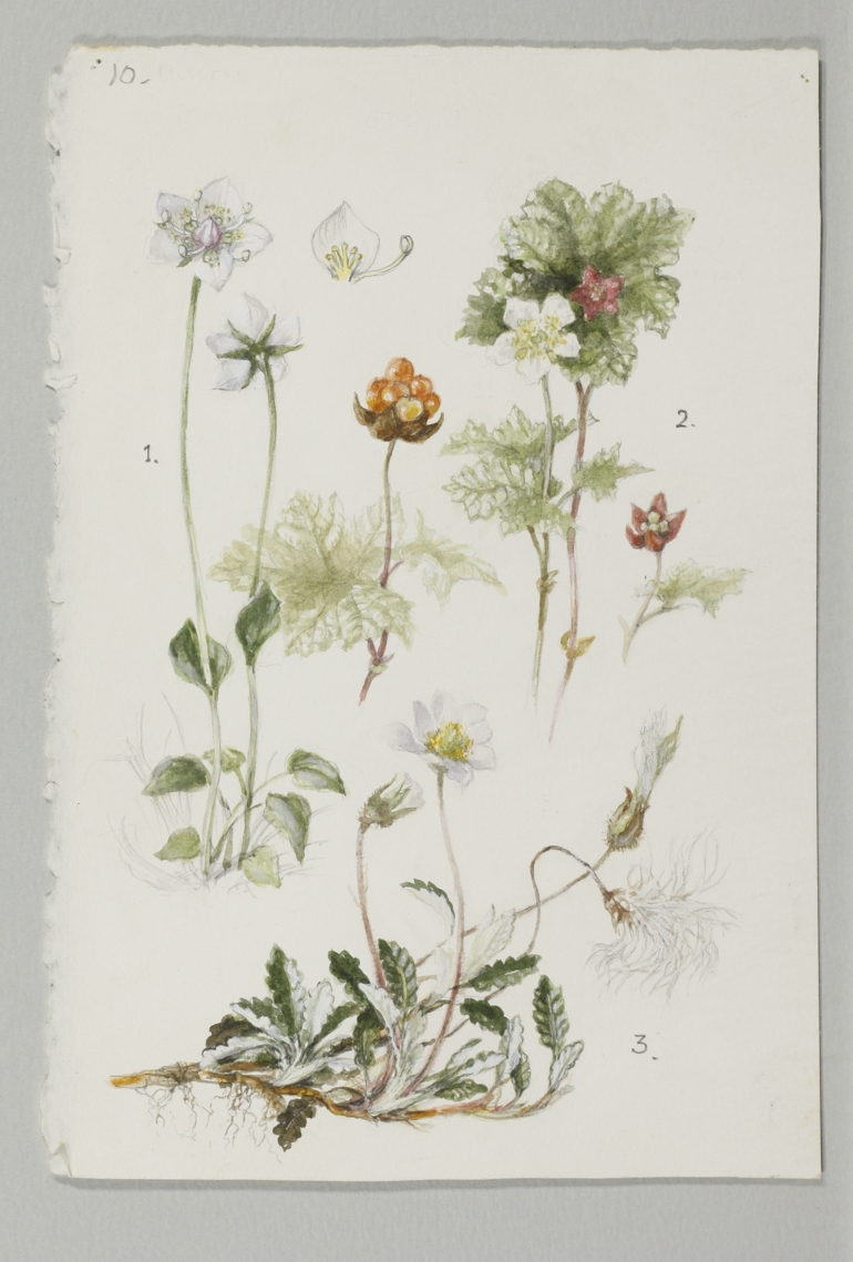 Cloudberry, Mary McMurtrie