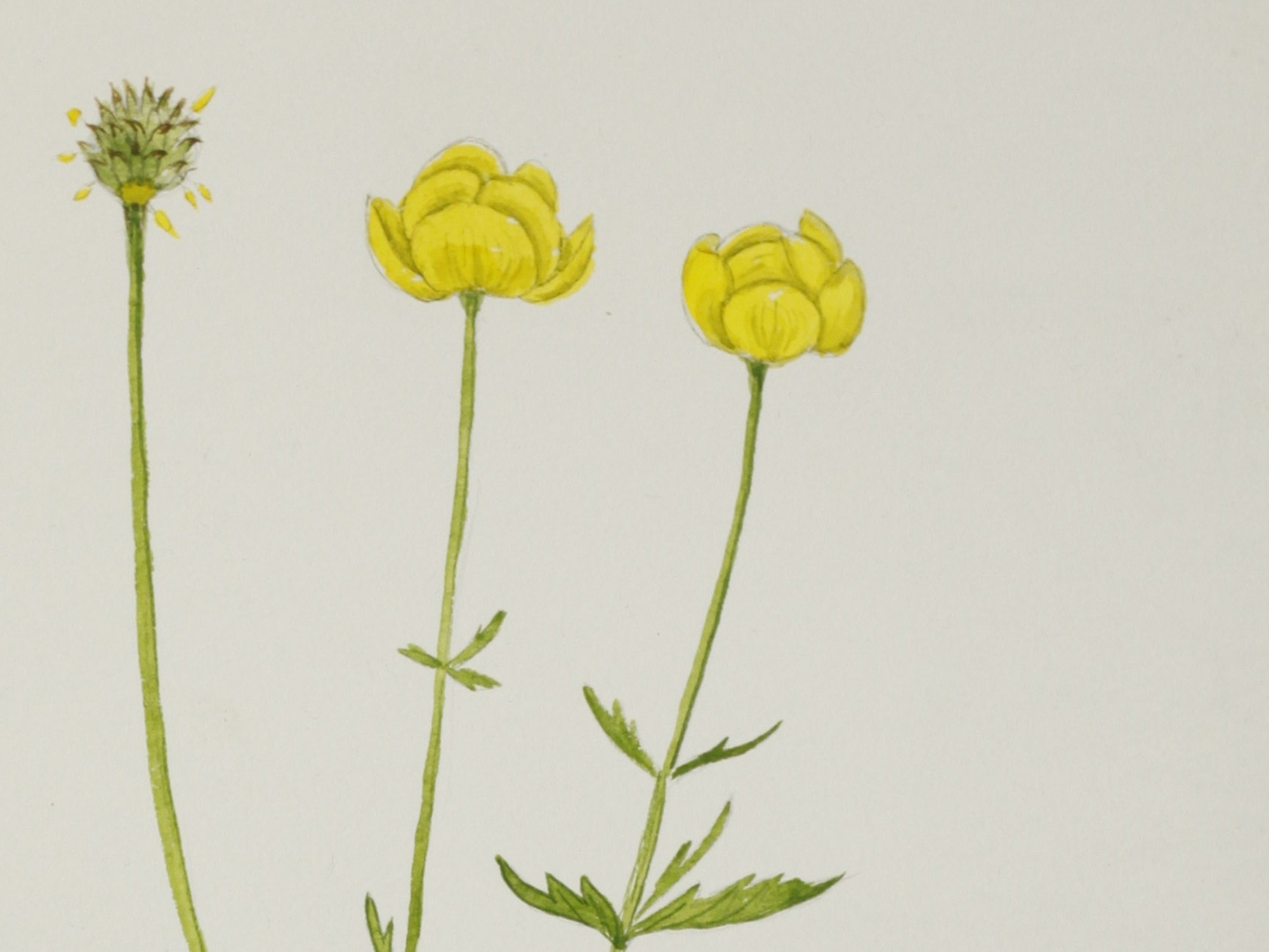 Globeflower, Jane Wisely