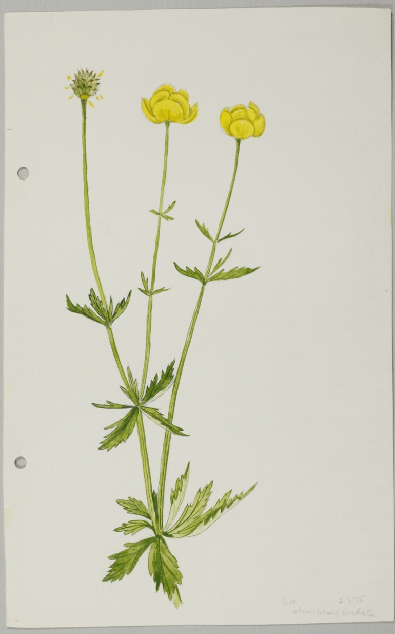 Globeflower, Jane Wisely