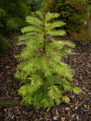 Sapling of Wollemia nobilis, a coniferous tree with fresh green leaves