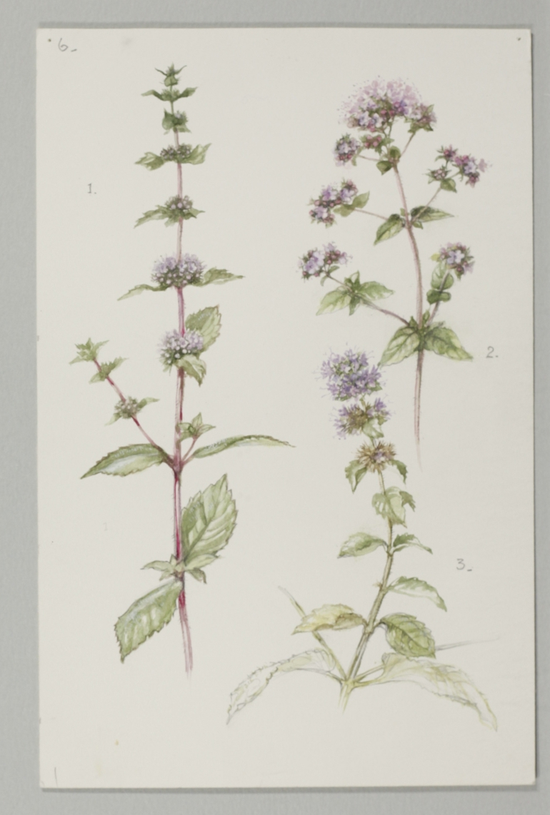 Water Mint, Mary McMurtrie