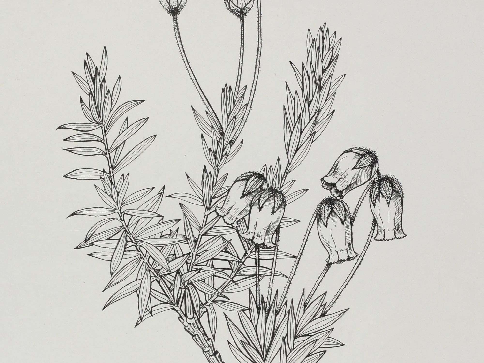 Blue Heath, Mary Mendum