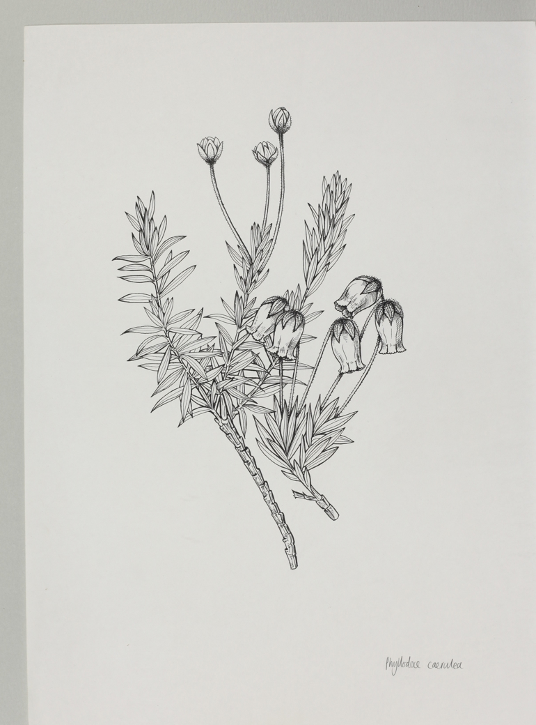 Blue Heath, Mary Mendum