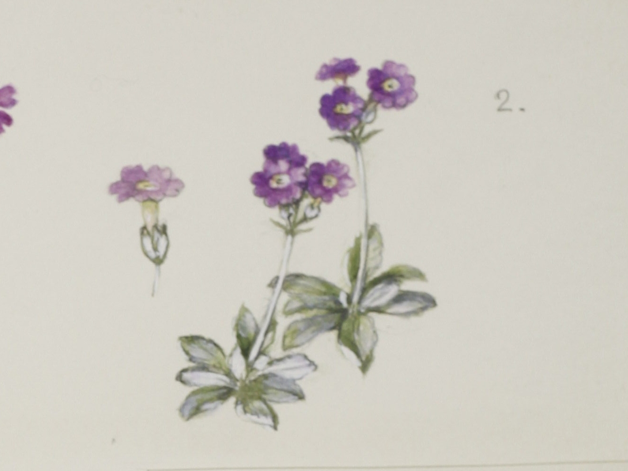 Scottish Primrose, Mary McMurtrie