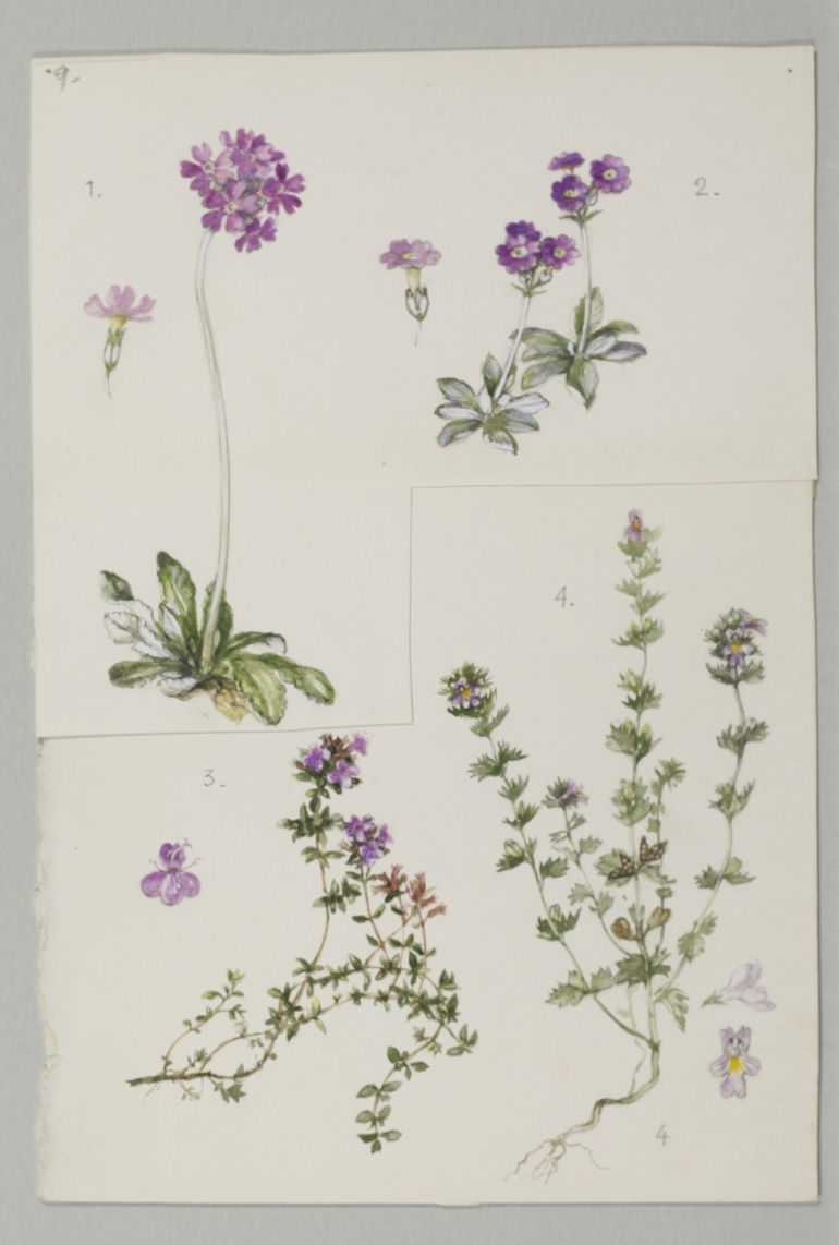 Scottish Primrose, Mary McMurtrie