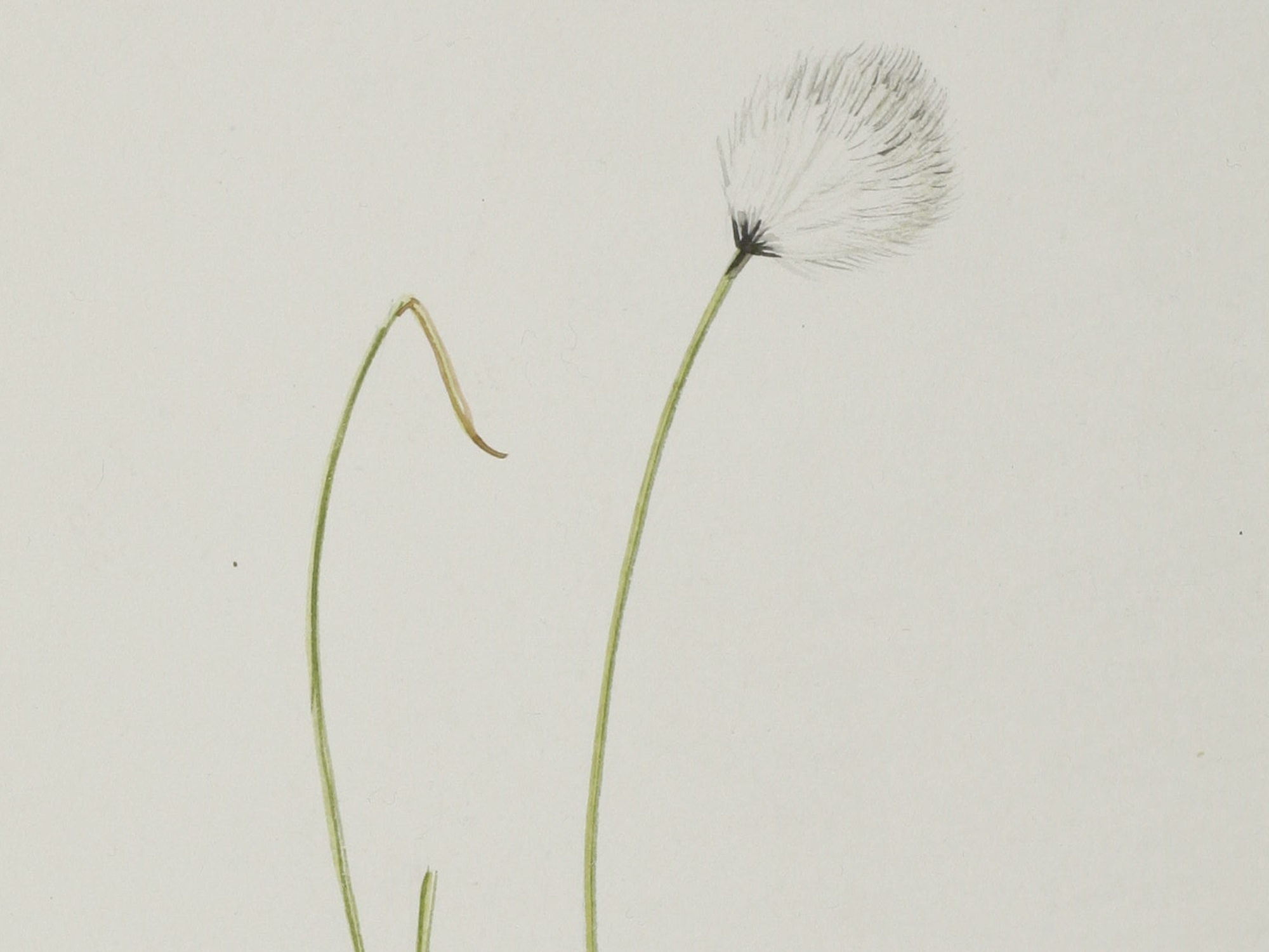 Hare's-tail Cottongrass, Jane Wisely