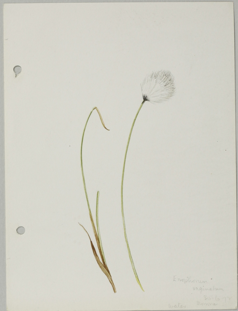 Hare's-tail Cottongrass, Jane Wisely