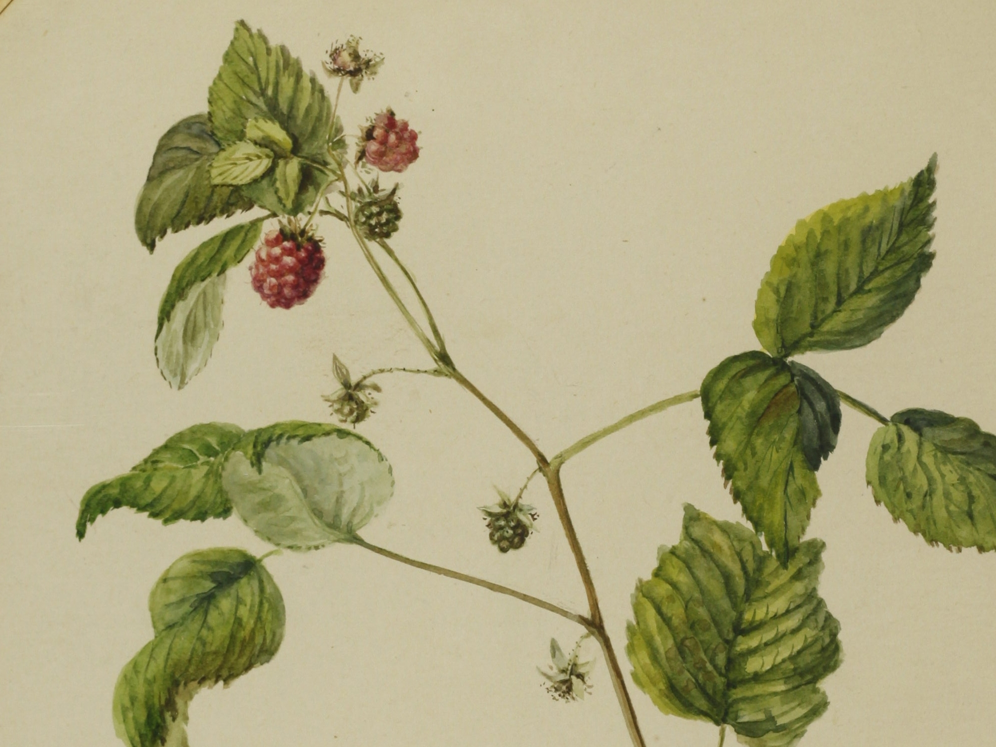 Raspberry, Elizabeth McNab