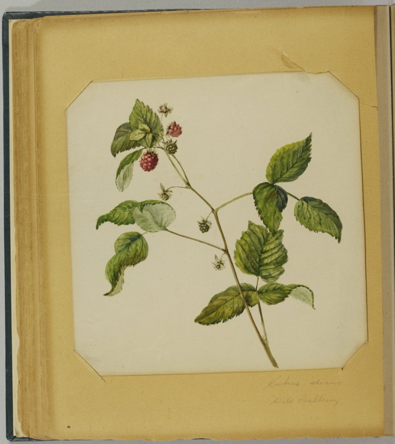 Raspberry, Elizabeth McNab
