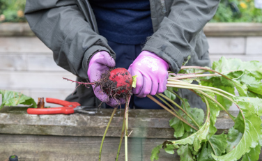 hands with a vegetable