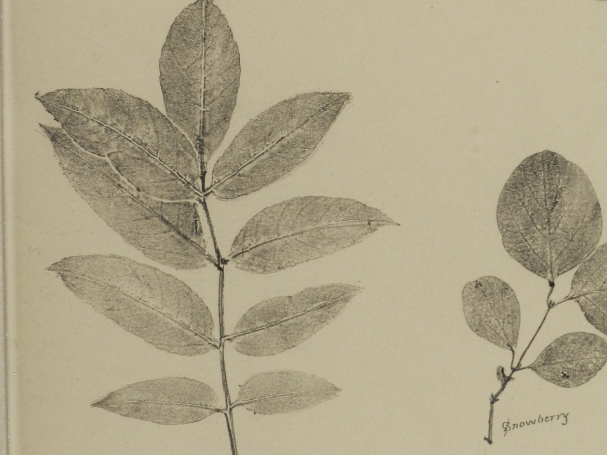 European Ash, Mary Stirling