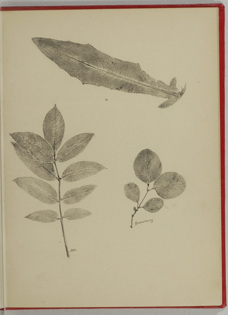 European Ash, Mary Stirling