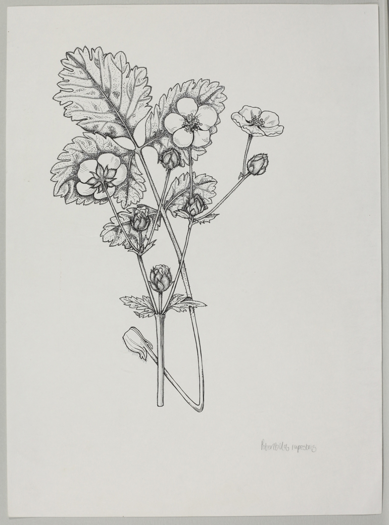 Rock Cinquefoil, Mary Mendum