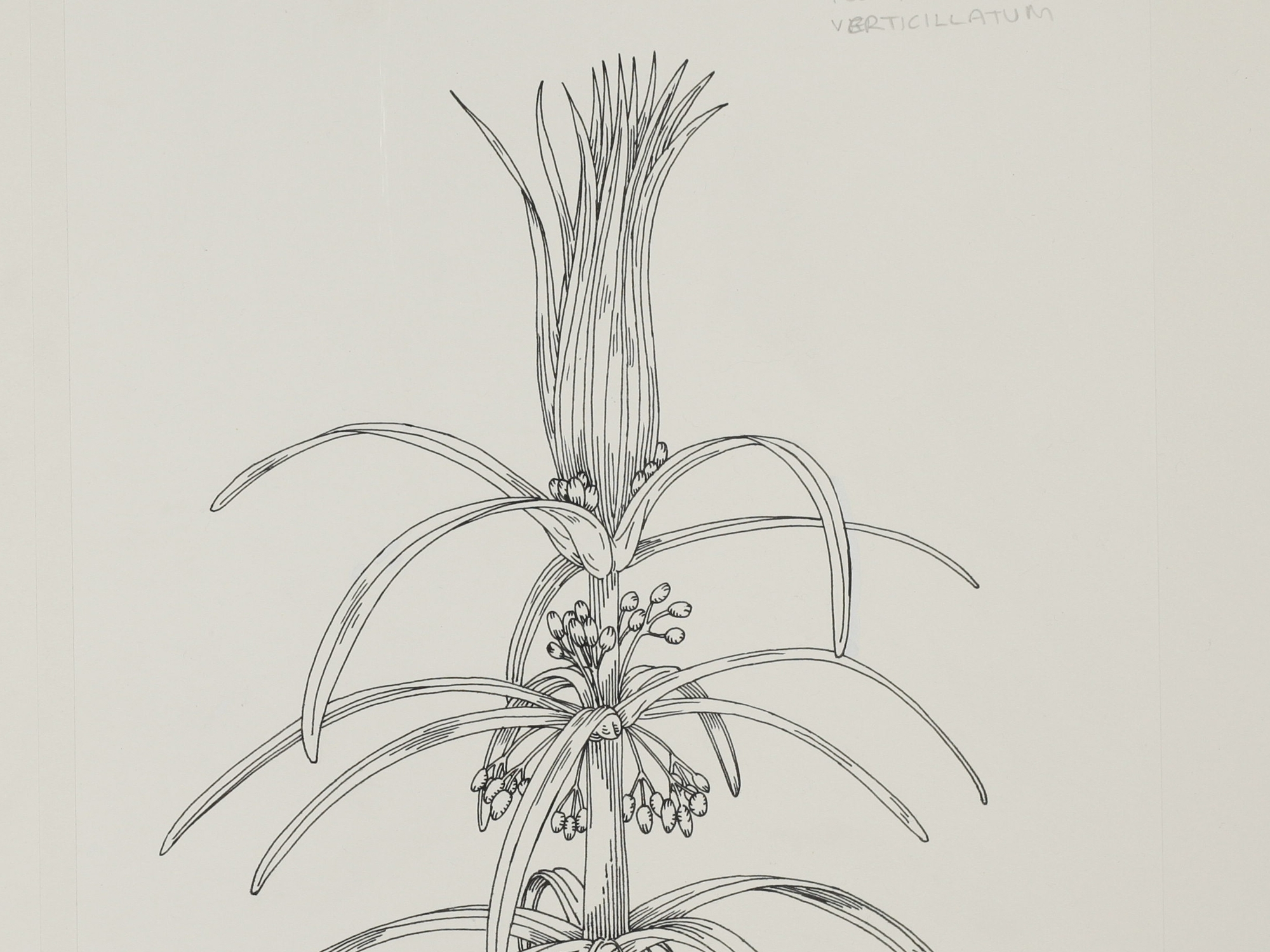 Whorled Solomon's-Seal, Mary Mendum