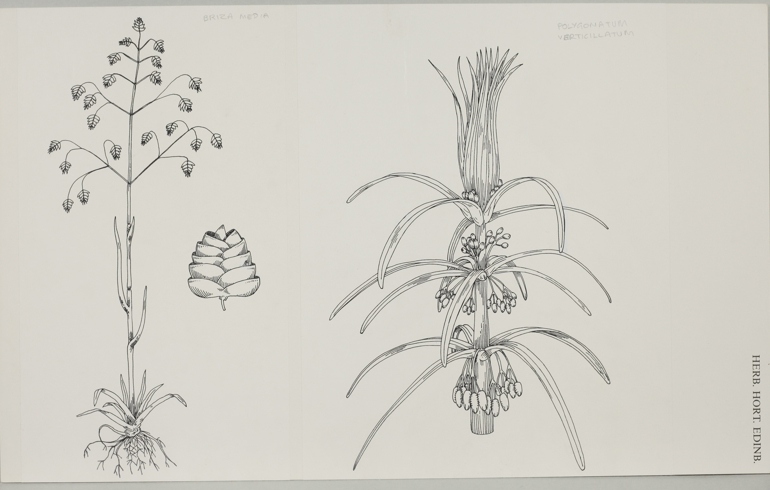 Whorled Solomon's-Seal, Mary Mendum