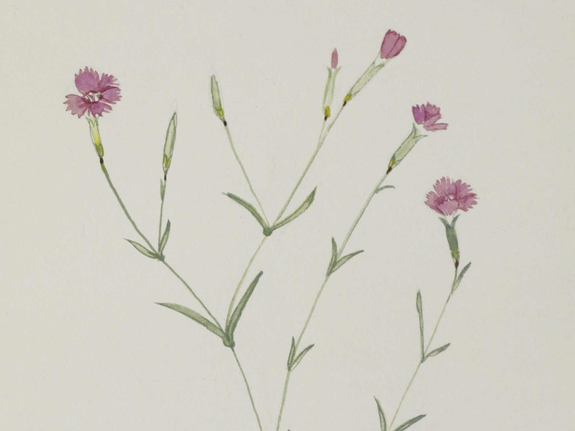 Maiden Pink, Jane Wisely