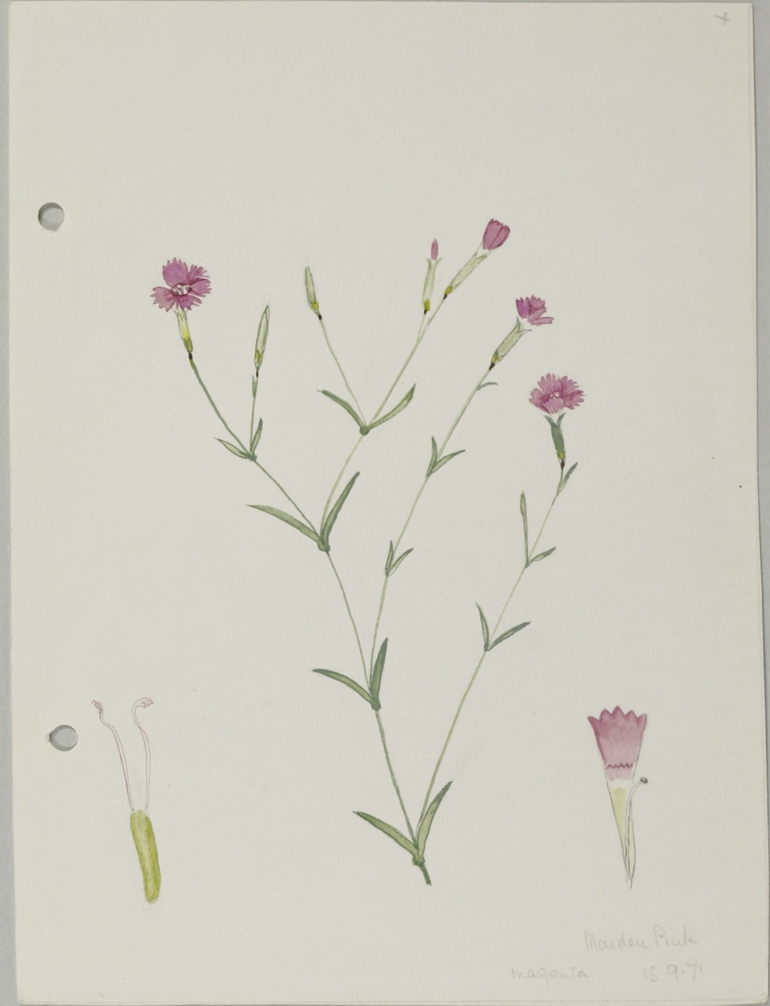 Maiden Pink, Jane Wisely