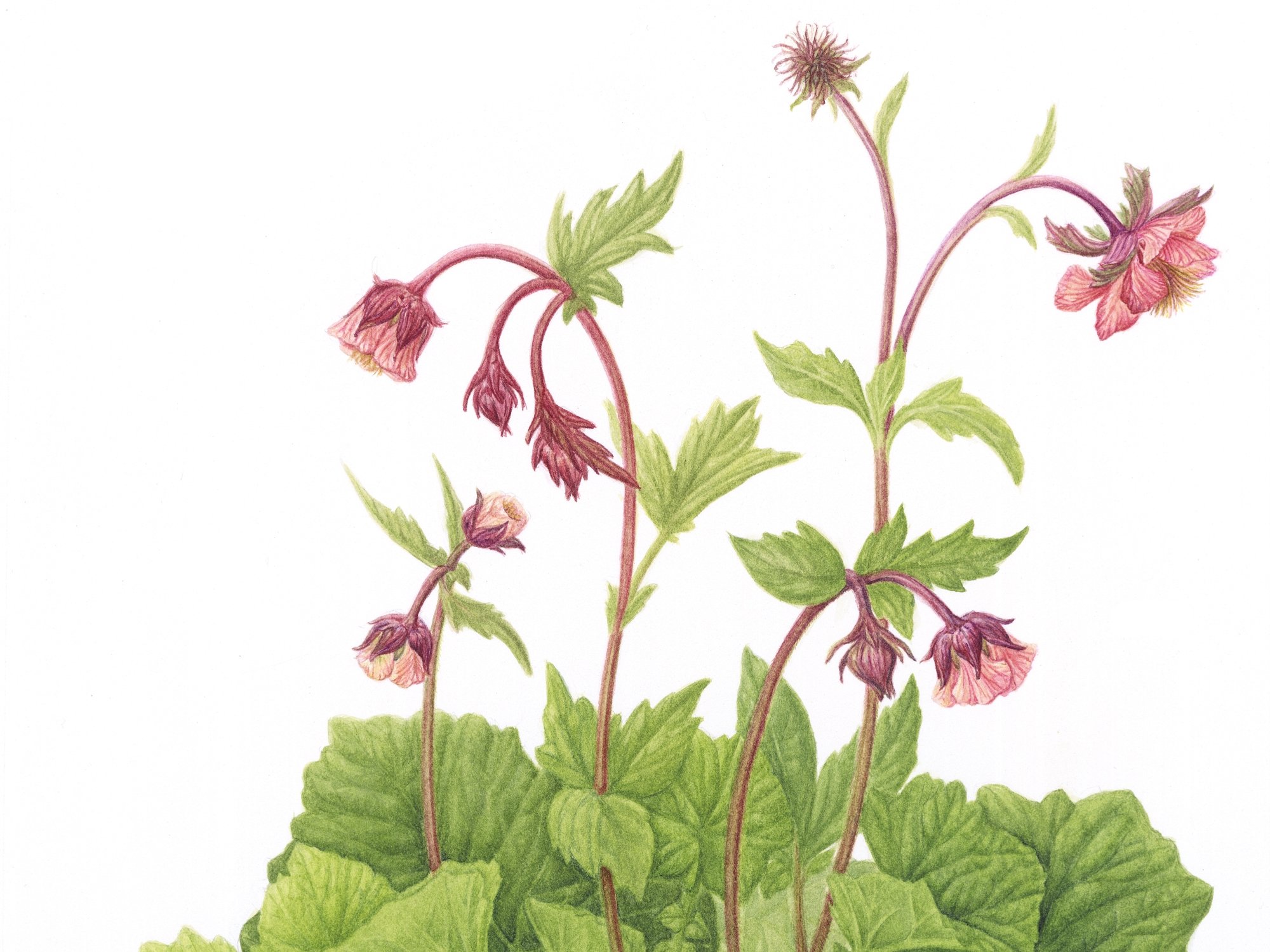 Water Avens, Hannah Tiedeman