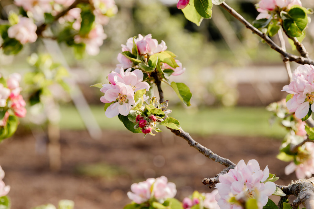Pink crab apple blossom flower 