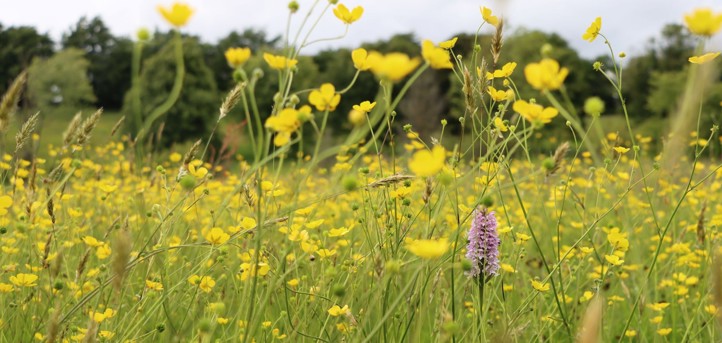 Many grasses and yellow flowers growing in a large open space