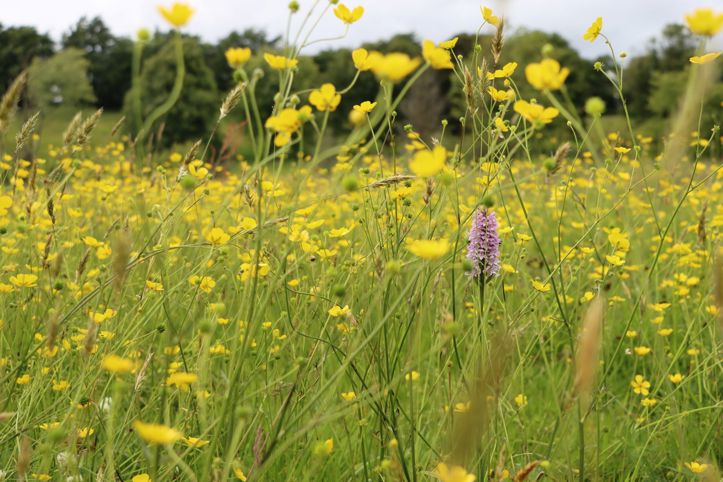 Many yellow flowers growing within a grassland