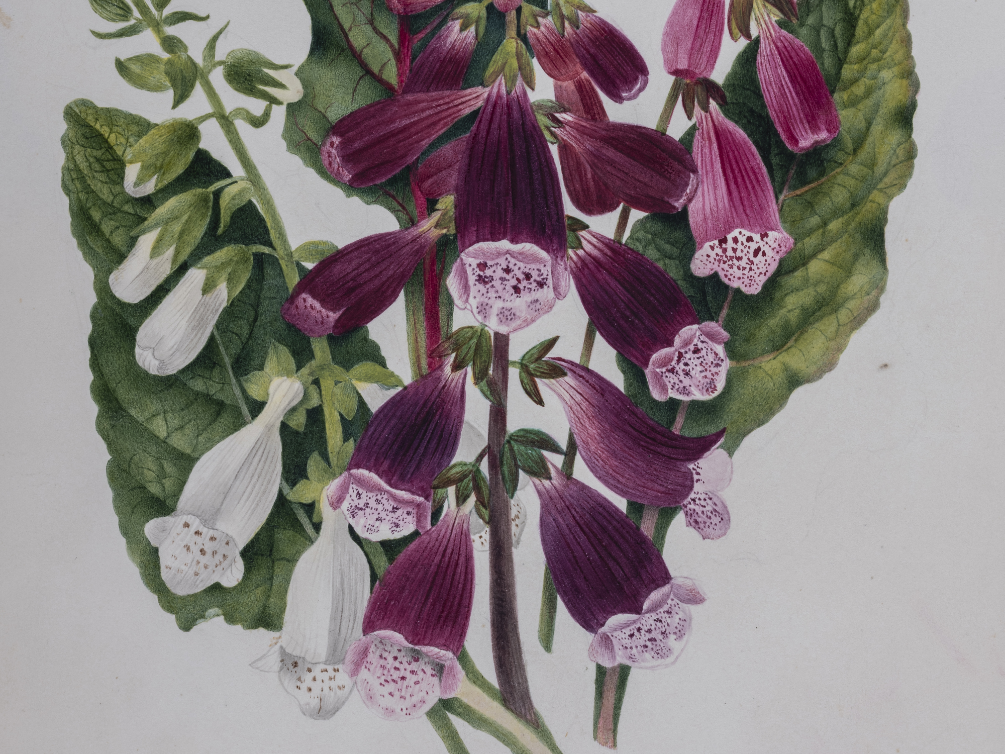 Foxglove, Charlotte Cowan Pearson