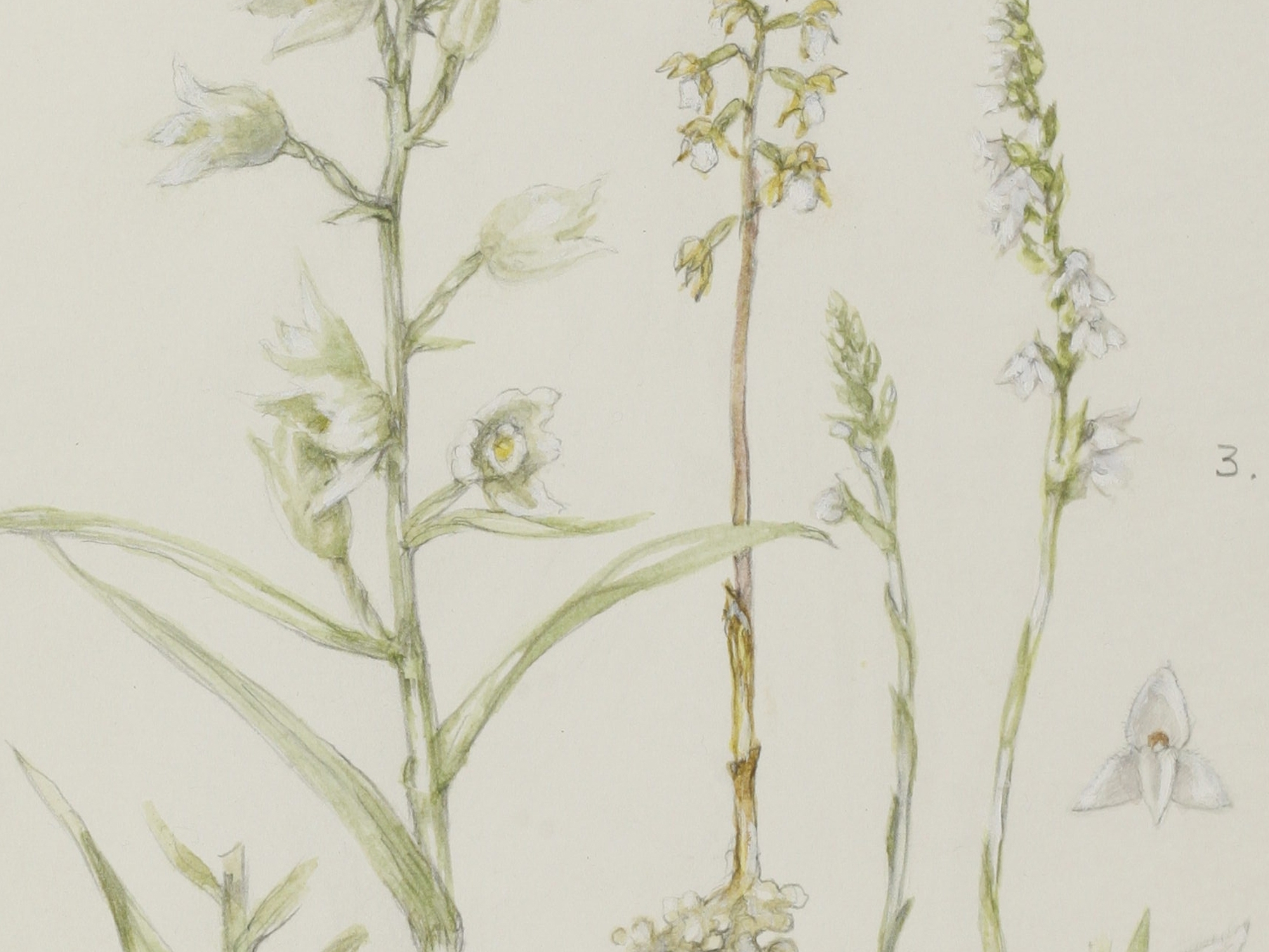 Creeping Lady's Tresses, Mary McMurtrie