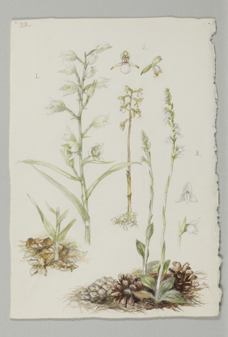 Creeping Lady's Tresses, Mary McMurtrie